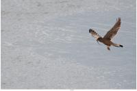 Falco tinnunculus