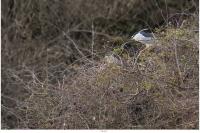 Nycticorax nycticorax