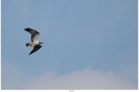 Pandion haliaetus