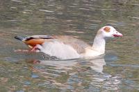 Alopochen aegyptiaca