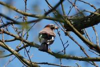 Garrulus glandarius