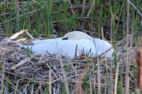 Cygnus olor