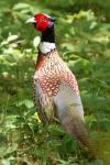 Phasianus colchicus