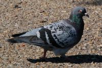 Columba livia
