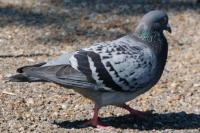 Columba livia