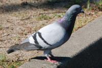 Columba livia