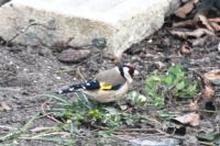 Carduelis carduelis