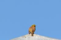 Emberiza citrinella