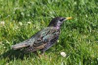Sturnus vulgaris