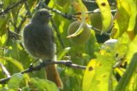 Phoenicurus ochruros