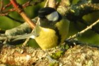 Parus major