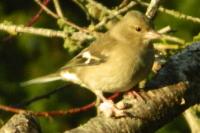Fringilla coelebs