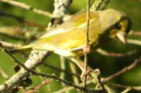 Chloris chloris