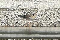 Calidris pugnax