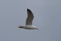 Larus michahellis