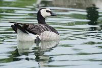 Branta leucopsis
