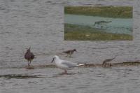 Calidris fuscicollis