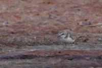 Charadrius alexandrinus