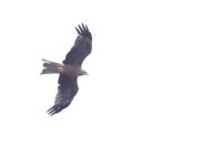 Milvus migrans