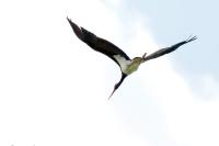 Ciconia nigra