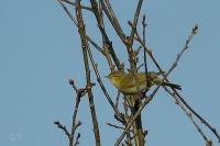 Phylloscopus ibericus