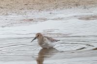Calidris alpina