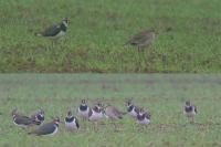 Vanellus gregarius
