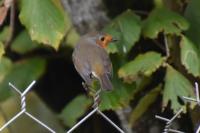 Erithacus rubecula