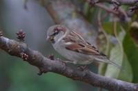 Passer domesticus