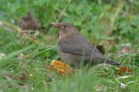 Turdus merula