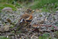 Fringilla montifringilla