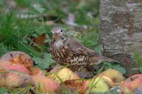 Turdus viscivorus
