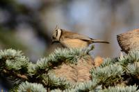 Lophophanes cristatus