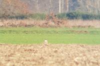 Falco peregrinus
