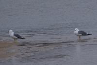 Larus fuscus graellsii