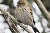 Serinus serinus