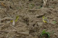 Motacilla flava flavissima