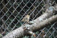 Fringilla coelebs