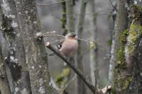 Fringilla coelebs