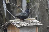 Sturnus vulgaris