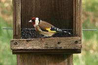 Carduelis carduelis