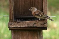 Fringilla montifringilla