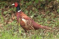 Phasianus colchicus