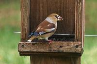 Coccothraustes coccothraustes