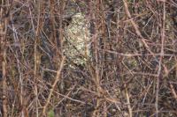Aegithalos caudatus