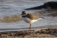 Charadrius dubius