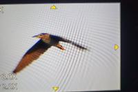 Nycticorax nycticorax
