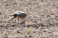 Falco columbarius