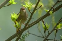 Rossignol philomèle