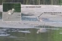 Numenius phaeopus